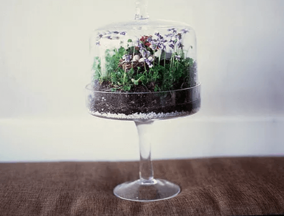 Cake stand terrarium design